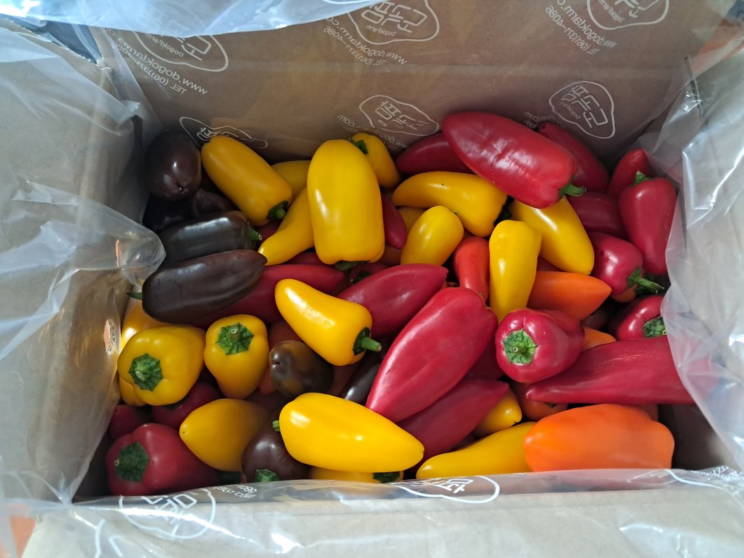 미니파프리카(가정용) 3kg