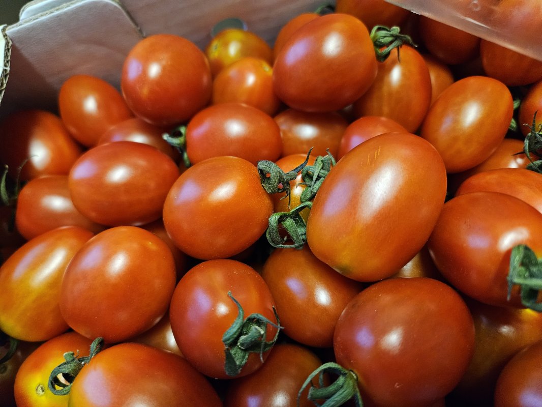 GAP인증 대추방울토마토 2kg / 4kg / 5kg 당일수확