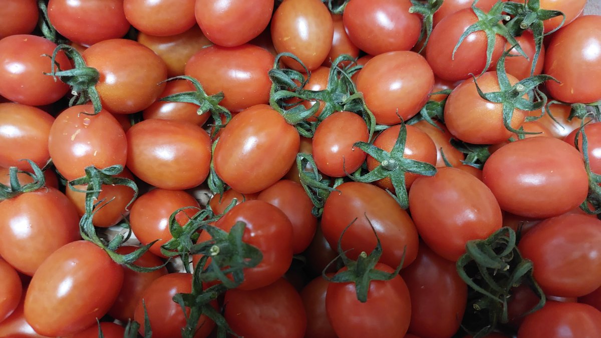 GAP인증 대추방울토마토 2kg / 4kg / 5kg 당일수확