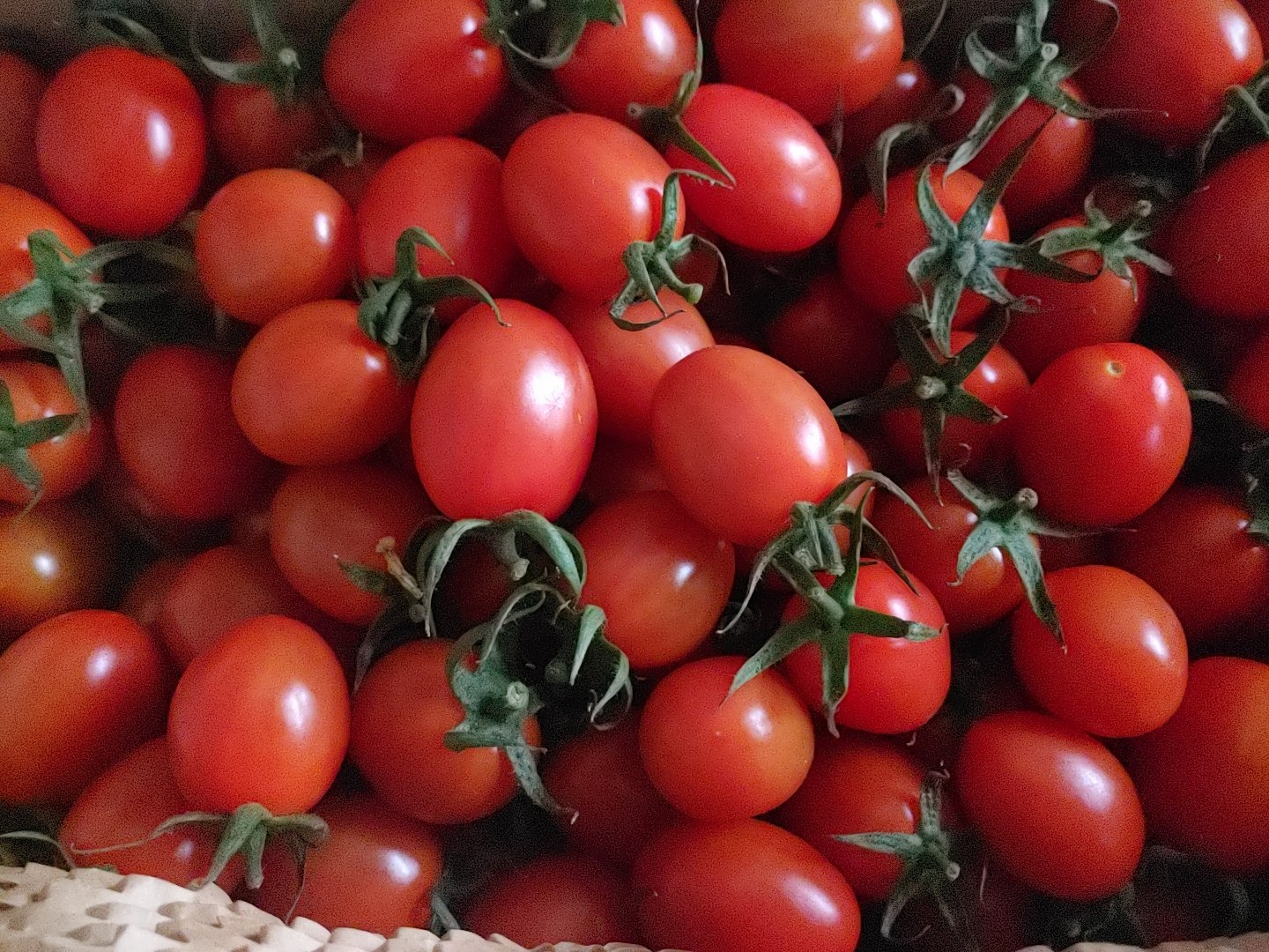 GAP인증 대추방울토마토 2kg / 4kg / 5kg 당일수확