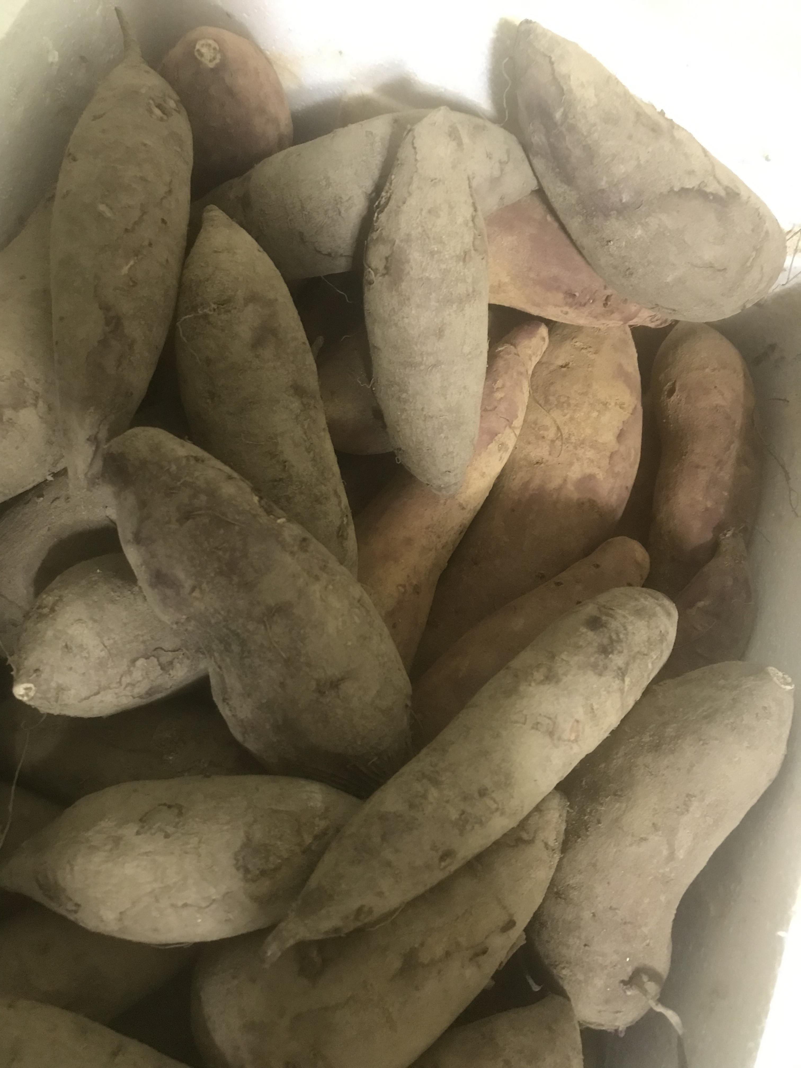 고구마 3종 꿀고구마/호박고구마/밤고구마 10kg