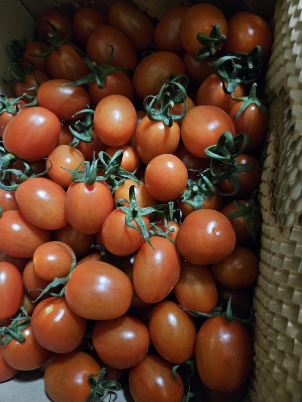 GAP인증 대추방울토마토 2kg / 4kg / 5kg 당일수확