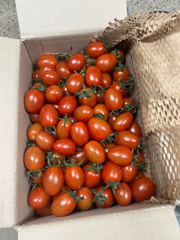 GAP인증 대추방울토마토 2kg / 4kg / 5kg 당일수확