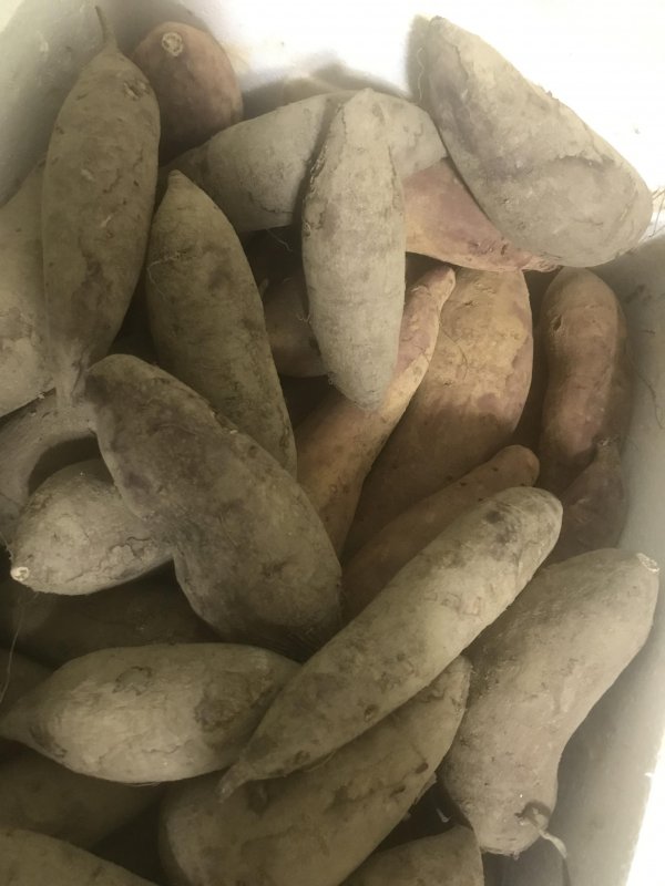 고구마 3종 꿀고구마/호박고구마/밤고구마 10kg