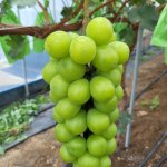 샤인머스캣 2kg 4kg