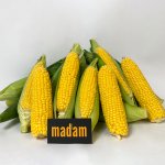 ★사전예약특가★ 초당옥수수(특품) 10개 / 20개