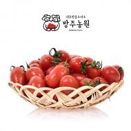 GAP인증 대추방울토마토 2kg / 4kg / 5kg 당일수확